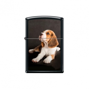 Zippo Beagle Puppy